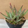 Succulent Plant Medium Aloe 'Purple Haze' Hybrid