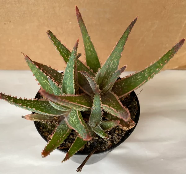 Succulent Plant Medium Aloe &#8216;Purple Haze&#8217; Hybrid, Plantly