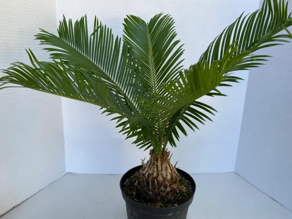 Large Sago Palm
