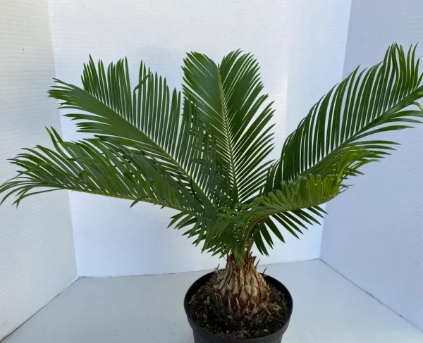 Large Sago Palm