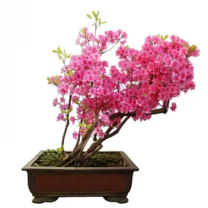 Pink Azalea Bonsai Tree Seeds for Planting- 30 Seeds - Prized Flowering Bonsai Specimen