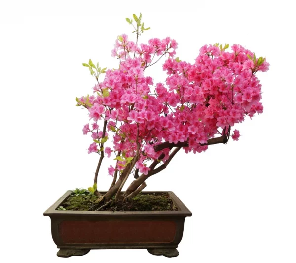 Pink Azalea Bonsai Tree Seeds for Planting- 30 Seeds &#8211; Prized Flowering Bonsai Specimen, Plantly