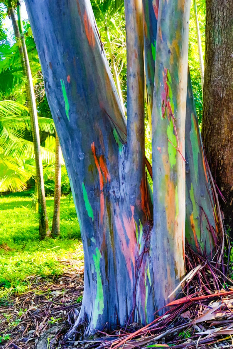 Rainbow Eucalyptus Tree Eucalyptus Deglupta Plantly