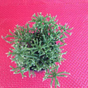 Succulent Plant Medium Rhipsalis Cereuscula.