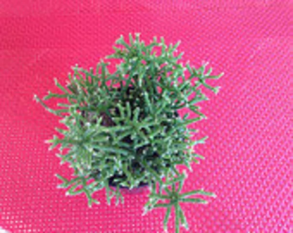 Succulent Plant Medium Rhipsalis Cereuscula., Plantly