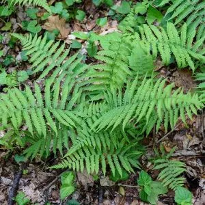 5 Glade Fern Bareroot