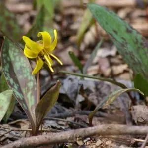 5 Trout Lily bareroot