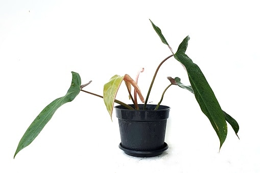 philodendron mexicanum