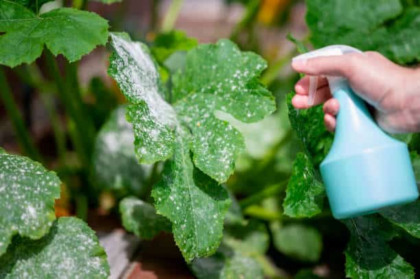 applying neem oil to plant pests