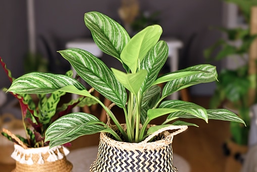 chinese evergreen in high humidity space