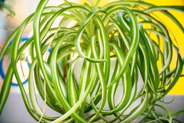 Curly Spider Plant Care