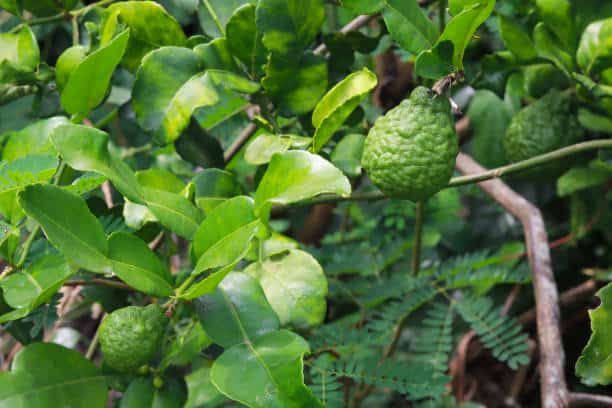 kaffir lime in warm climate