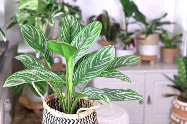 aglaonema under bright, indirect light