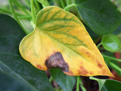 anthurium yellow and brown leaf