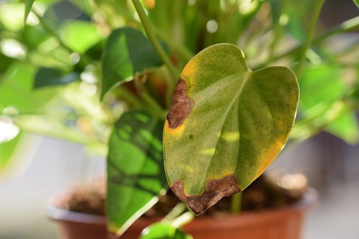 anthurium brown leaf tip