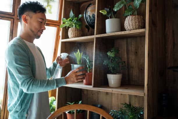 applying neem oil on plants