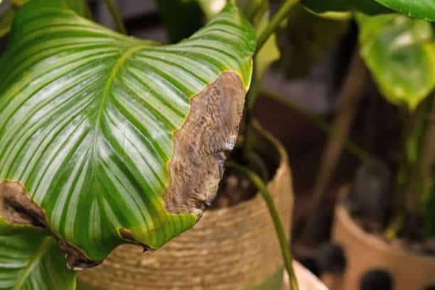 calathea orbifolia brown tips leaves