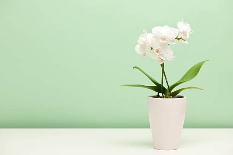 orchid flowering