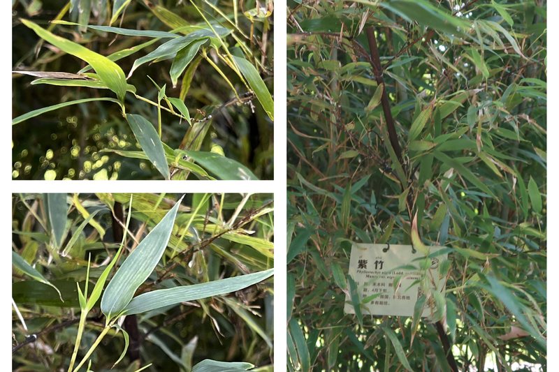 black bamboo
