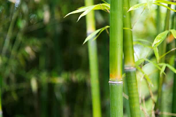 How Fast Does Bamboo Grow? All You Need To Know
