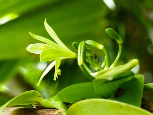 vanilla mexicana orchid
