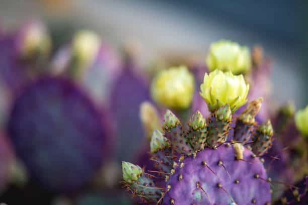 Opuntia Pinta Rita cactus