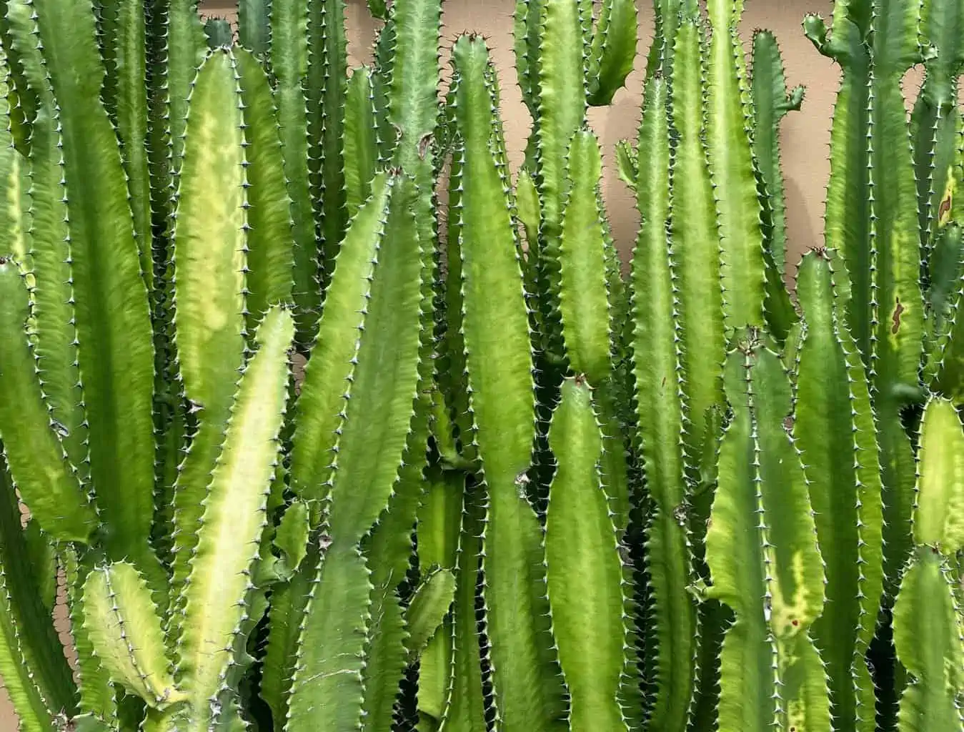 Best Types of Tall Succulents You Can Grow Plantly