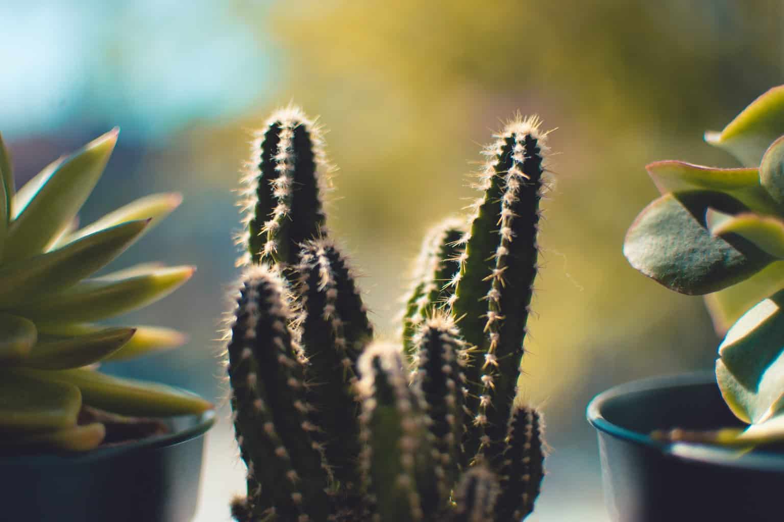 succulent and cactus planst
