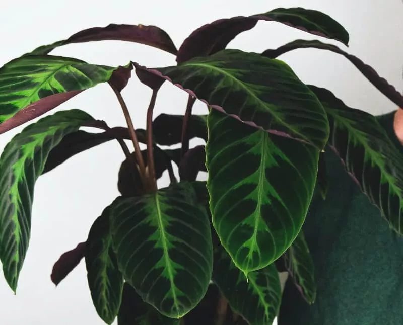 jungle velvet calathea plant