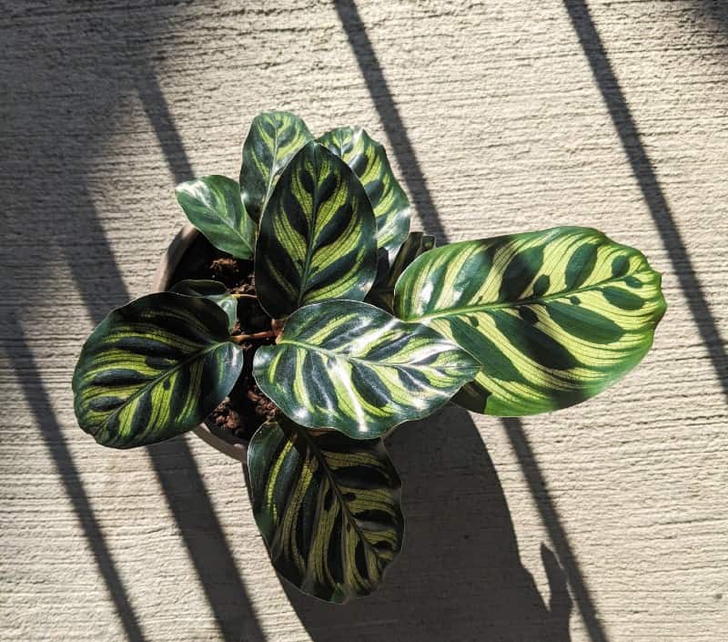 calathea plant with medium light setting