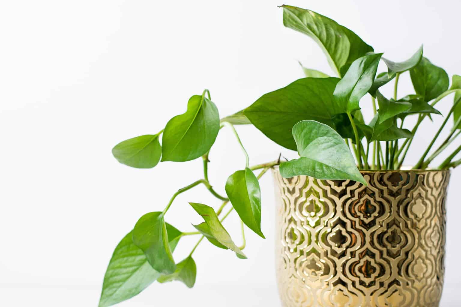 pothos