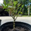 Bambusa Ventricosa 'Kimmei' 1gal live plant