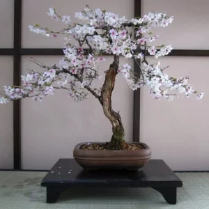 Bonsai Black Cherry Tree Seeds - 20 Seeds - Grow a Fruit Bearing Bonsai Tree