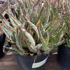 Mature Star Aloe 'Krakatoa' Hybrid.