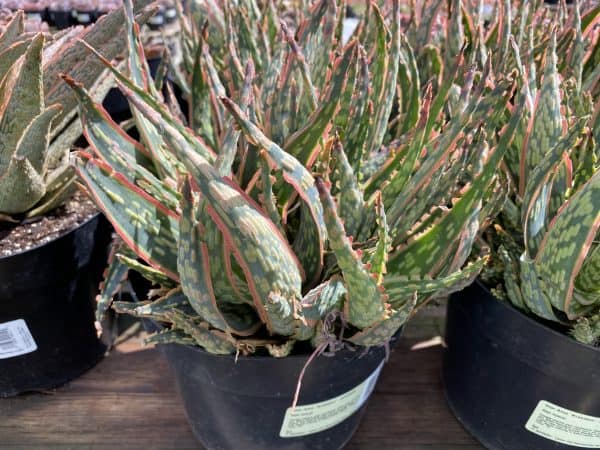 Mature Star Aloe &#8216;Krakatoa&#8217; Hybrid., Plantly