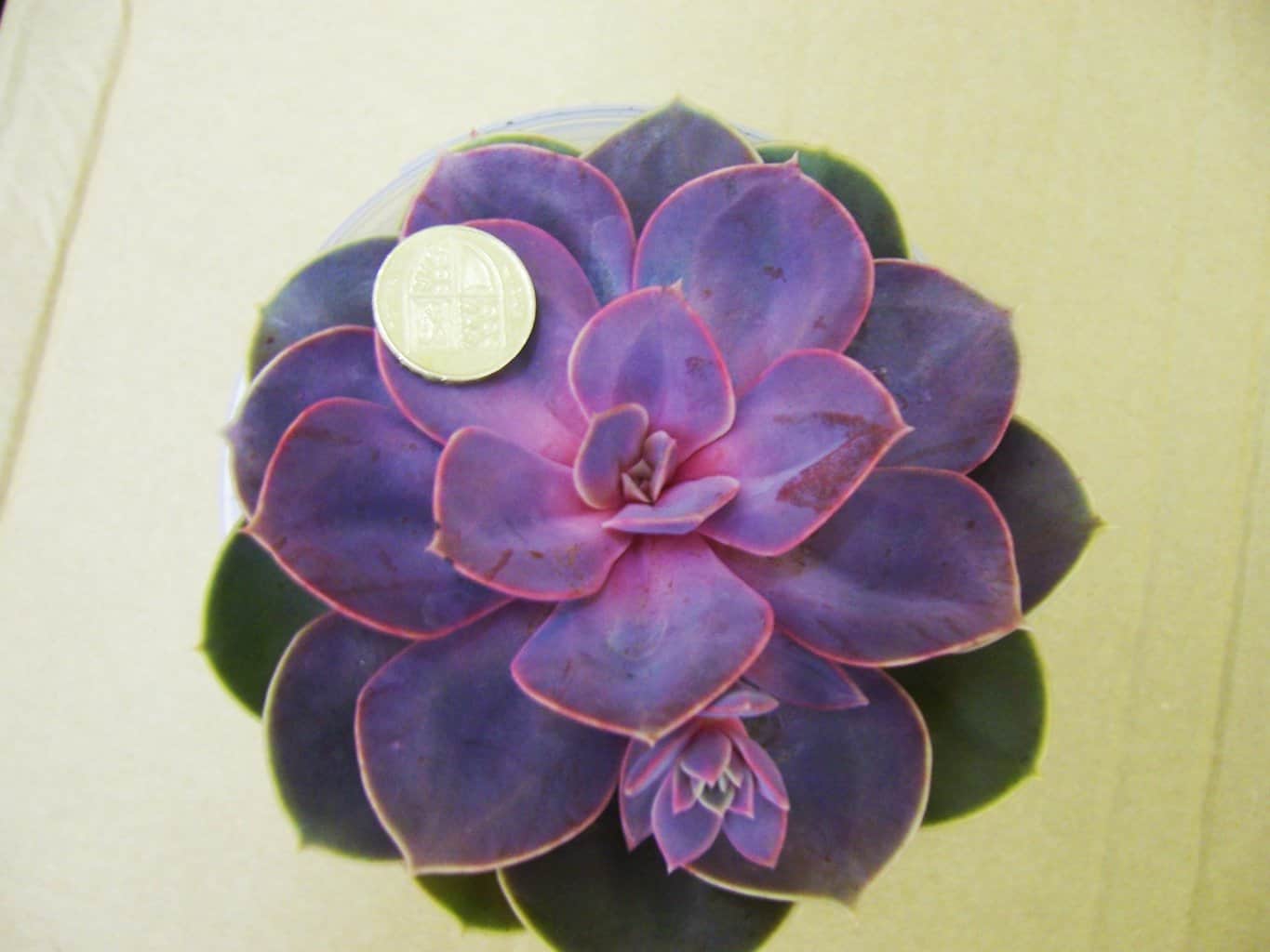 Echeveria Perle von Nurnberg succulent
