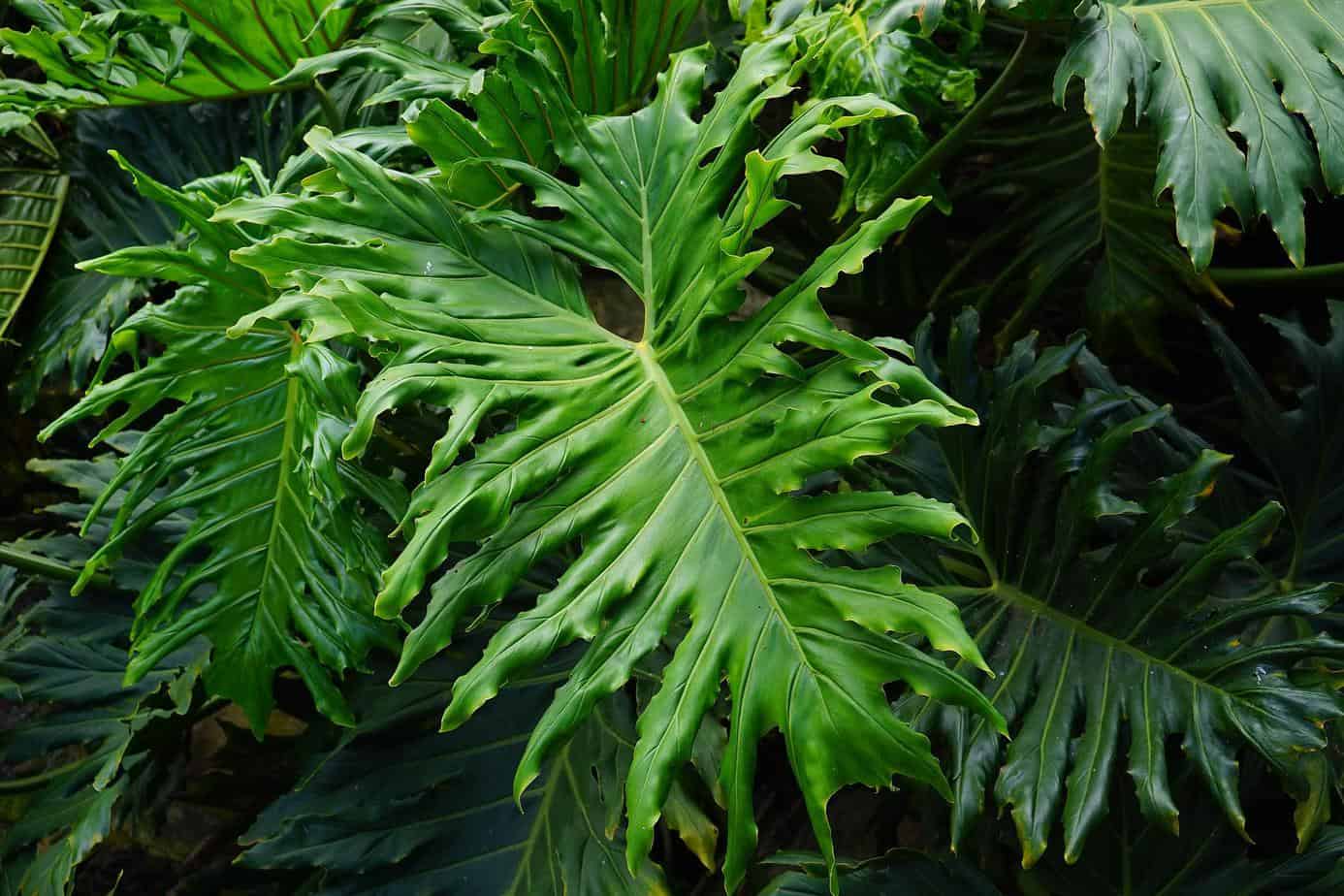 Philodendron Hope Plant Care Guide Plantly
