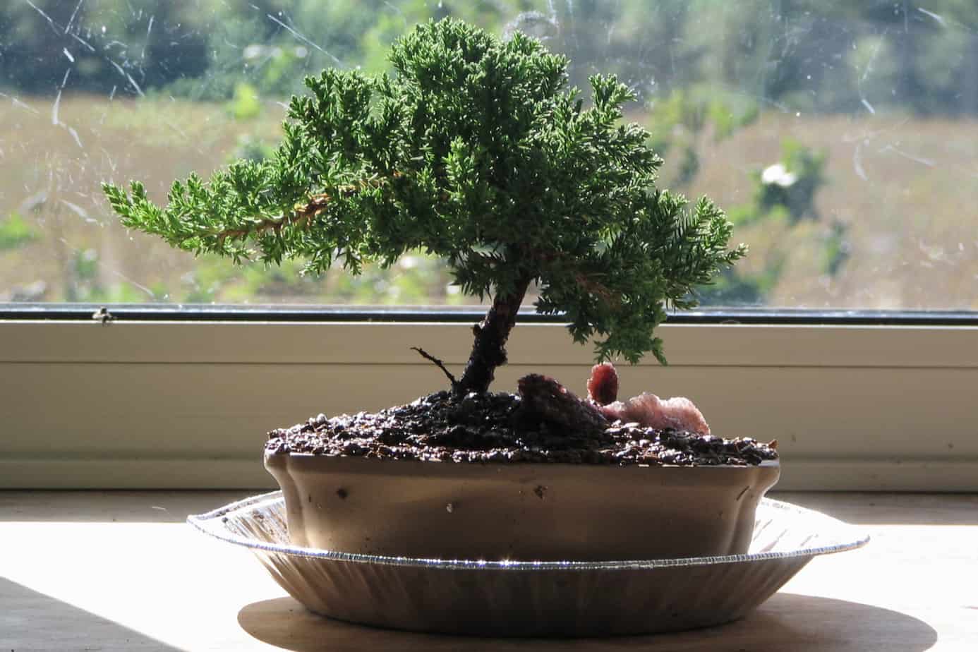 light for bonsai