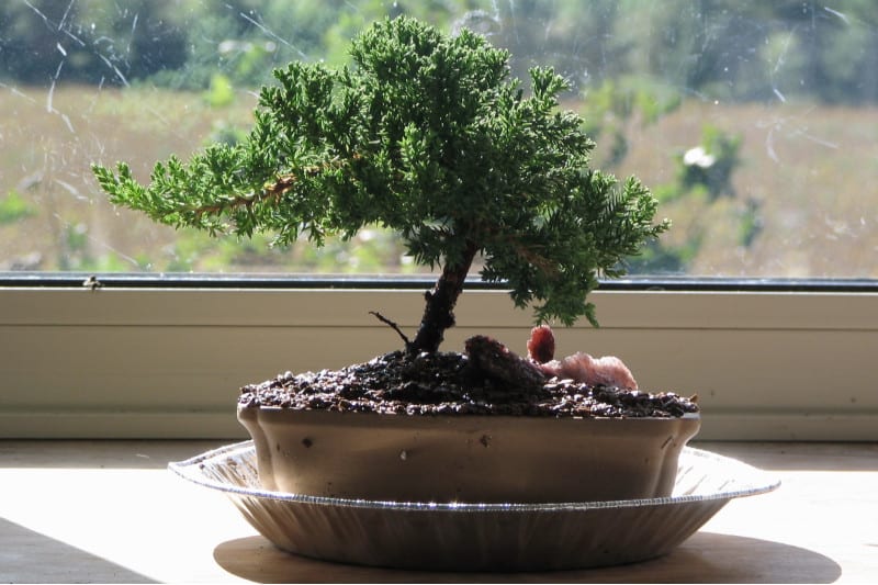 bonsai lighting requirement