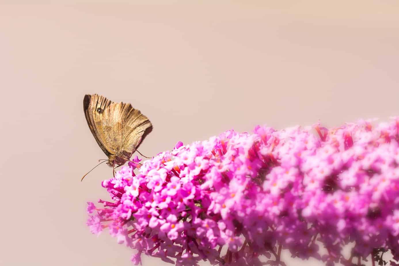 summer beauty butterfly bush