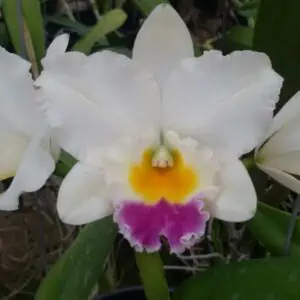 Cattleya orchid Rlc Shinfong 'little boy' Comes in 2" Pot