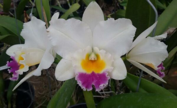 Cattleya orchid Rlc Shinfong ‘little boy’ Comes in 2″ Pot