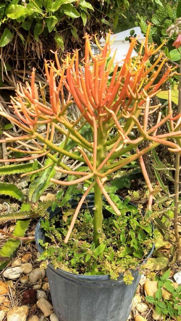 beautiful euphorbia tirucalli 'fire stick' plant in a pot.