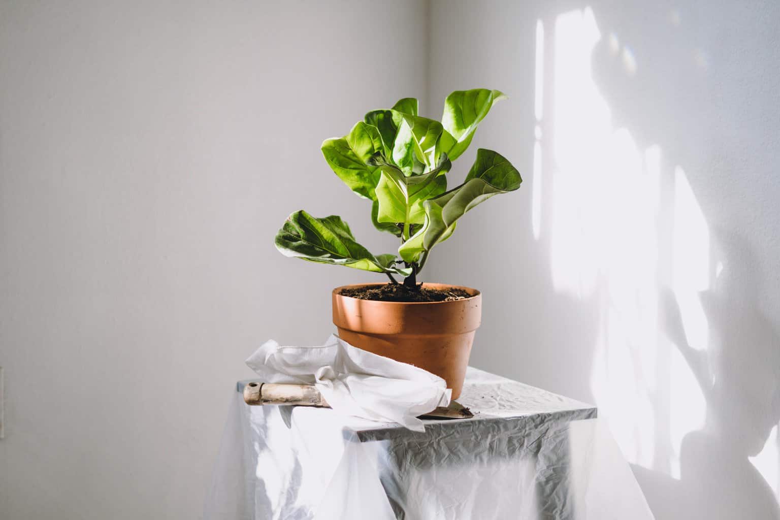 plant in a corner