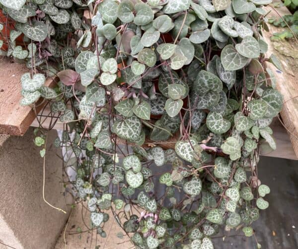 Mature Succulent Plant String of Hearts