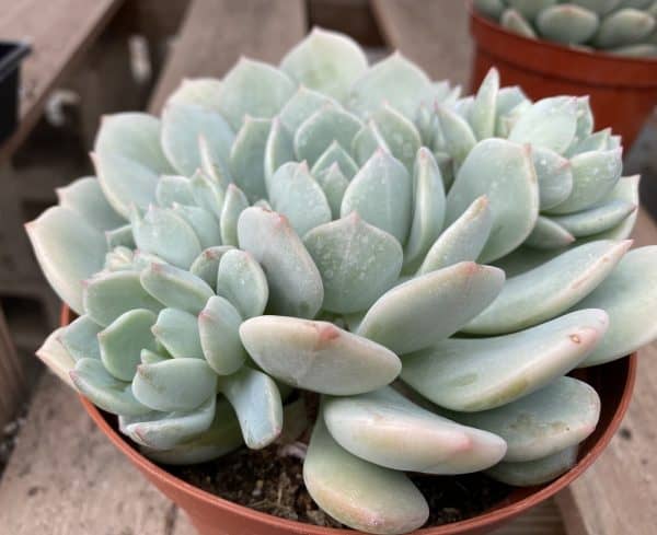 Mature Succulent Plant Graptoveria &#8216;Moonglow&#8217;., Plantly
