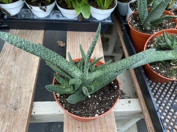 Mature Aloe &#8220;Little Warty&#8221;., Plantly