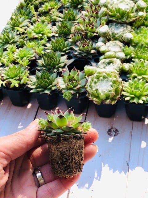 Bulk Mini Succulents, Small Succulents for favors or crafts, Tray of succulents, 100 succulents, Plantly