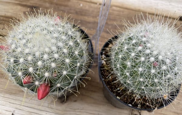 Cactus Plant. Medium Mammillopisis Senilis., Plantly