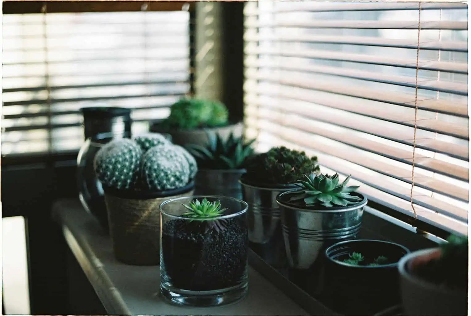 succulent indoors